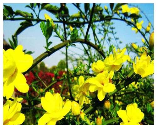 迎春花种子怎么种（迎春花播种方法和时间）