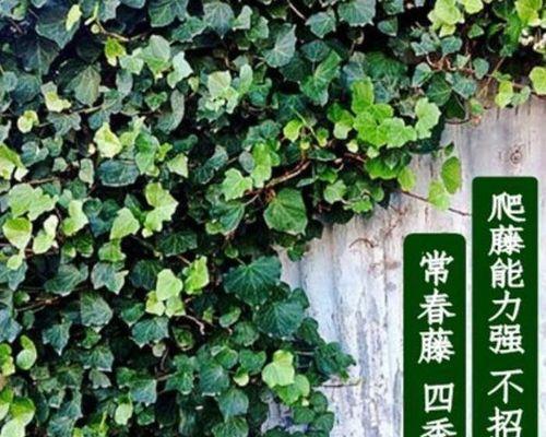 常春藤种植方法和技巧（打造茂盛的常春藤花园）