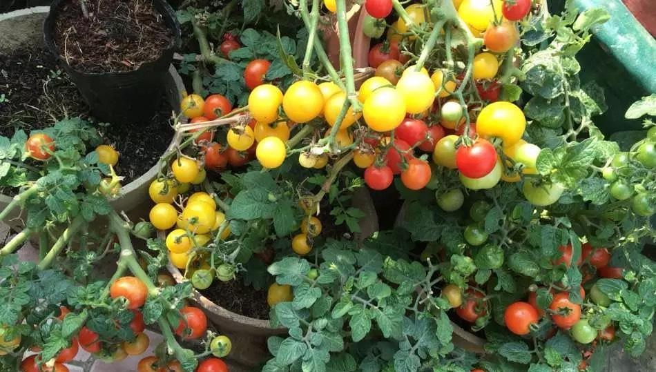 西红柿最美种植（打造丰收的番茄园）