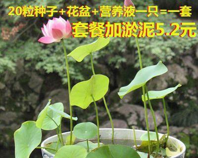 水生植物如何养护（水生植物的养殖方法）