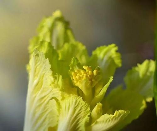 白菜什么时候种最合适（白菜的种植方法和技术）