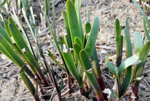 韭菜种子怎么种植容易发芽（韭菜种子发芽步骤）