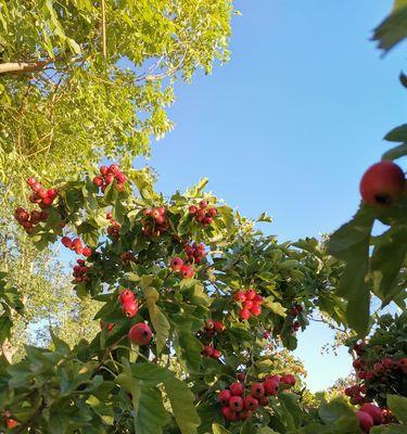 山楂树怎么种植（山楂树种植方法讲解）