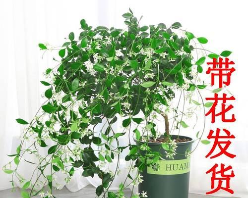 藤蔓植物开花有哪些（藤蔓植物品种大全）