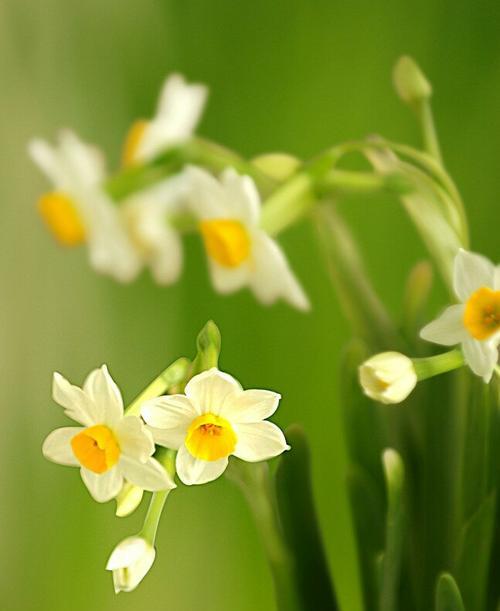 黄水仙花语之美丽与祝福（灿烂如阳光的黄水仙）