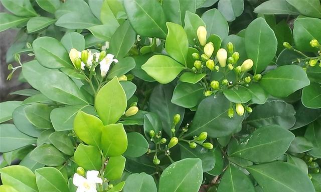 九里香花语与寓意的世界（探索九里香花语的奥秘）