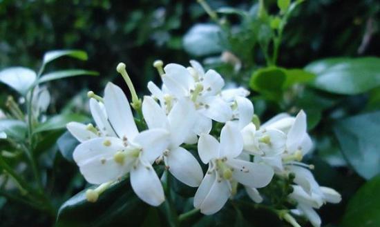 九里香花语与寓意的世界（探索九里香花语的奥秘）