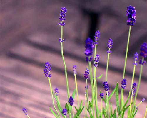 蓝花鼠尾草花语与其美丽传说（揭开蓝花鼠尾草花语之谜）