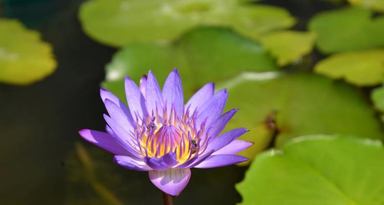 蓝莲花的象征意义及寓意解读（探索蓝莲花的文化内涵与生命哲学）