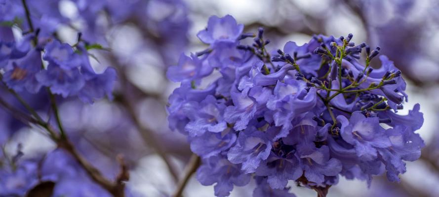 以蓝楹花花语是什么意思（探寻蓝楹花的象征意义和传统文化内涵）