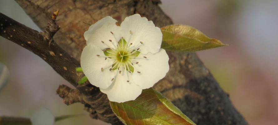 梨花花语的寓意与象征（探索梨花花语的深层含义与文化意义）