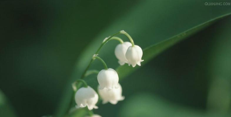 铃兰花的花语与传说（揭秘铃兰花的神秘力量与美丽传说）