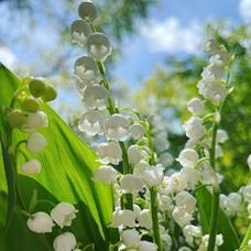 铃兰花之美——花语与意义（探索铃兰花的花语）