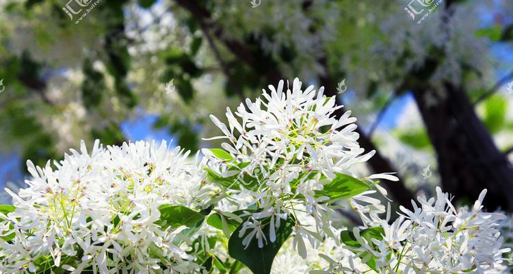 流苏花（探索流苏花的花语及相关文化传统）