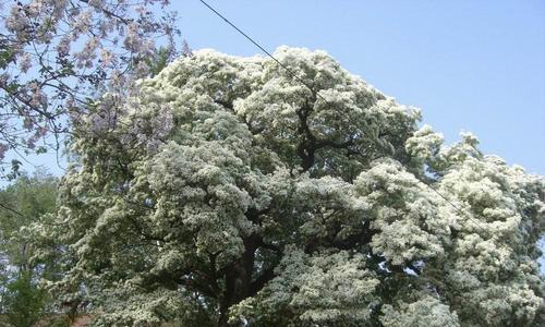 流苏花（探索流苏花的花语及相关文化传统）