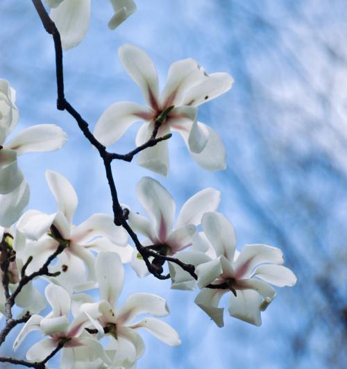 玉兰花开的季节是什么时候（有关玉兰花开花时间）