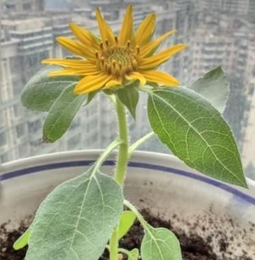 太阳花盆栽种植方法（太阳花栽培技术）