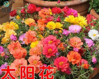 牡丹籽怎样种才会发芽（牡丹花的种植方法及养护）