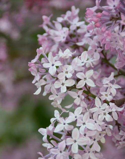 丁香花的特点是什么（丁香花的特点和品质）