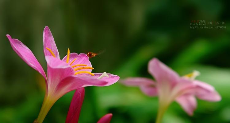 韭兰花语与含义（用一朵韭兰）