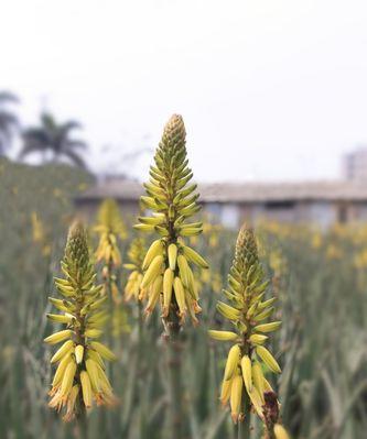 孔雀芦荟的花语与意义（揭示孔雀芦荟的神秘花语）