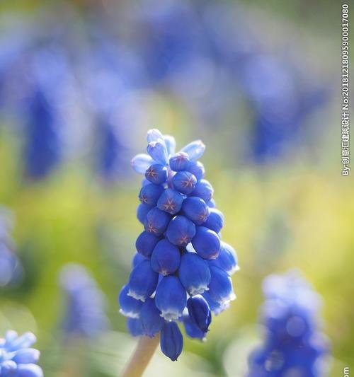 蓝色风信子花语的意义（揭示蓝色风信子花语的深层含义）