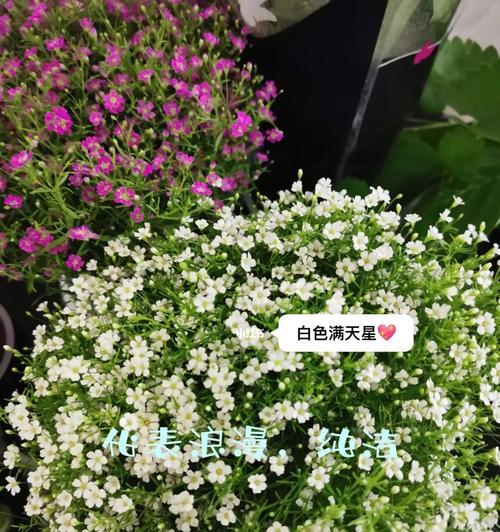 满天星花语与传说（花开如星）