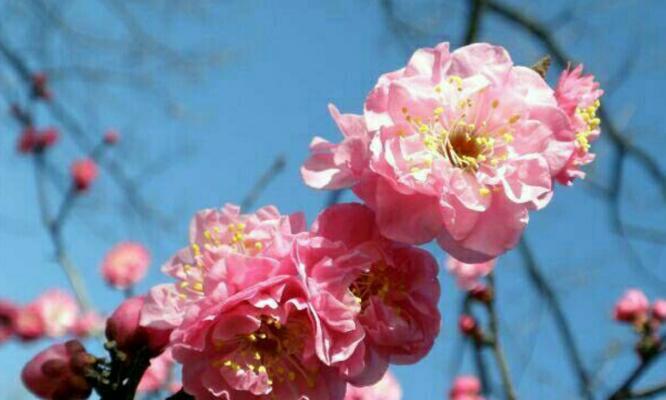 梅花的花语（传递生命力的寒冬之花）