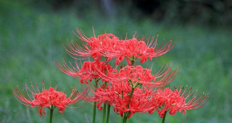 梅花花语之美——坚强、纯洁与希望（传递梅花花语的魅力与力量）