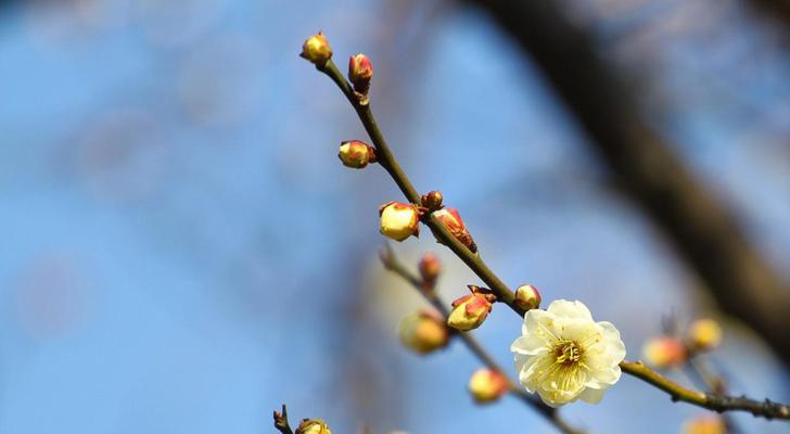 梅花花语的深意（探寻梅花背后的心灵密码）