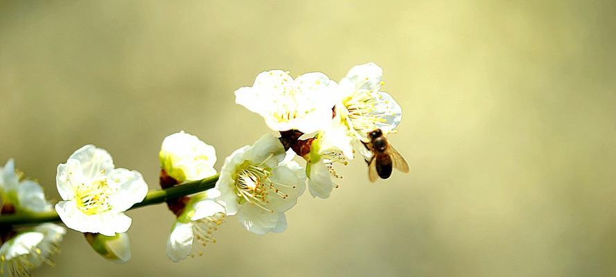 梅花花语的深意（探寻梅花背后的心灵密码）