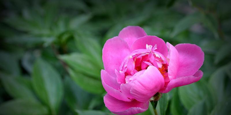 牡丹花语传说（神奇之花璀璨绽放）