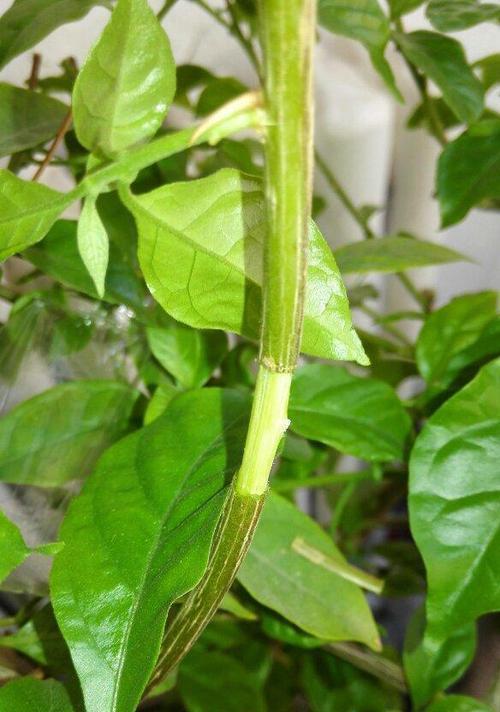 植物繁殖的艺术（探索植物生长新途径的关键技术）