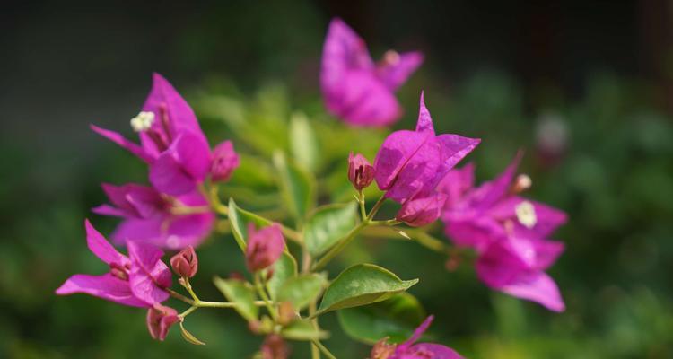 三角梅的含义与花语——花开寓意无限（探索三角梅的神秘花语与象征意义）