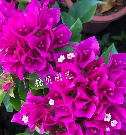 三角梅花的象征寓意（深入探索三角梅花代表的意义）