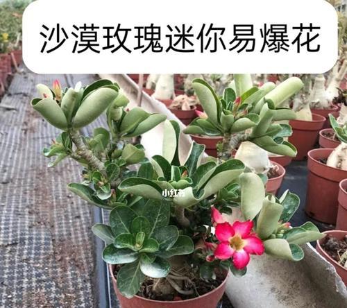 沙漠玫瑰花（探寻沙漠玫瑰花的花语和生存之道）