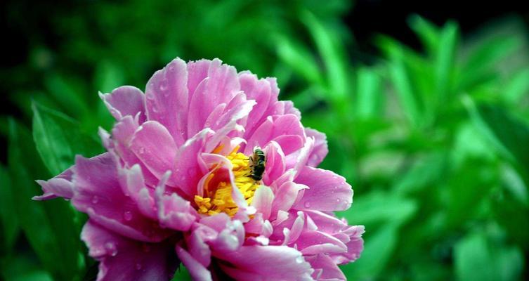 芍药花语的深意（探寻芍药花的神秘力量）