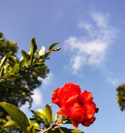 石榴花语与传说故事——生命之美与繁荣（探寻石榴花背后的传奇故事）