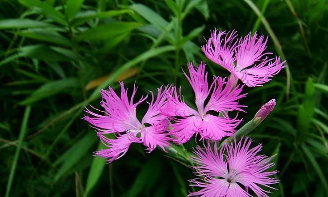 石竹花语——美丽与坚韧的象征（探寻石竹花的花语和文化内涵）