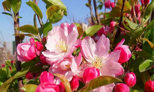 四季海棠花（四季海棠花的花语及其美丽传说）