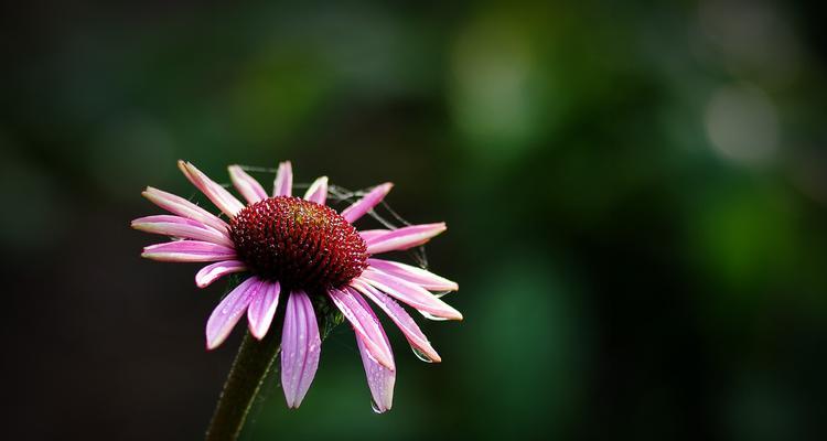 松果菊花的花语与意义（探寻松果菊的神秘语言与美丽寓意）