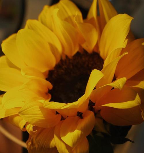探索以太阳花的特性与花语（阳光之花的美丽与寓意）