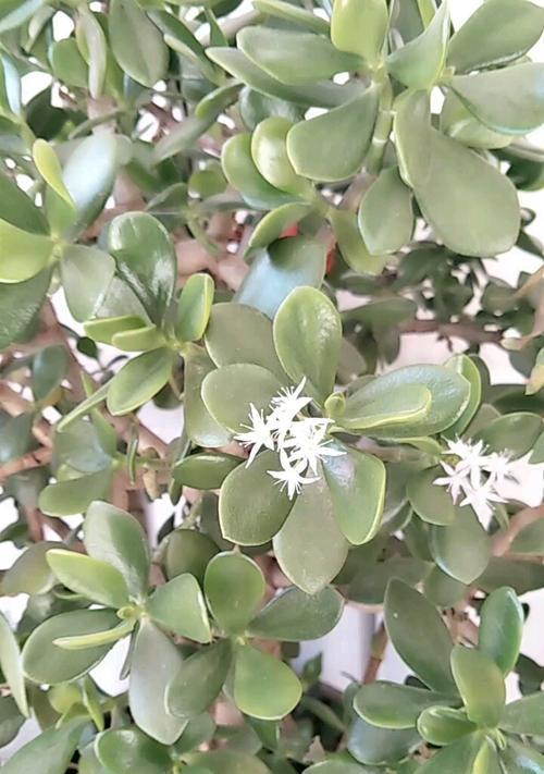 万年青开花的寓意与意义（探索万年青开花的奇迹及其象征的美好）