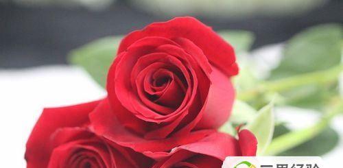 11朵玫瑰花语的含义及传统用途（探秘玫瑰花的神秘语言）