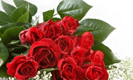 18朵玫瑰花的寓意及花语（18朵玫瑰花的花语和象征意义）