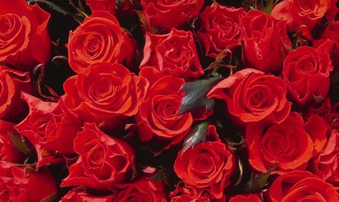 21朵玫瑰花的花语（传递爱与祝福的21朵芬芳）