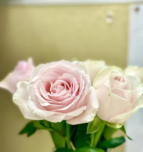 21朵玫瑰花语（用花语诠释真爱的21朵玫瑰）