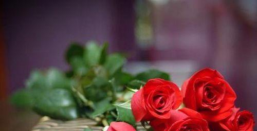 24朵玫瑰的花语之美（解读玫瑰花语）