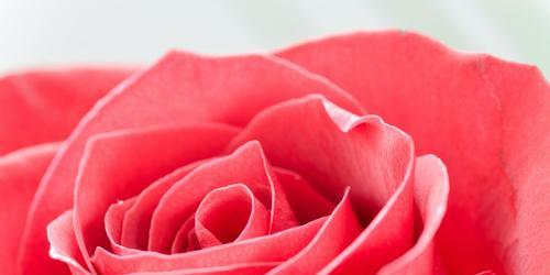 玫瑰花语（探秘玫瑰花的25种花语与意义）