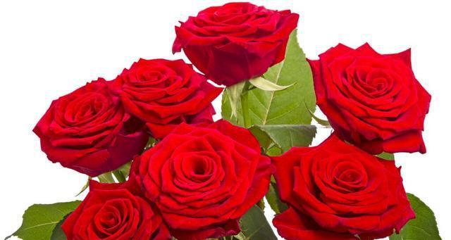 29朵玫瑰的花语（传递爱的29朵玫瑰）
